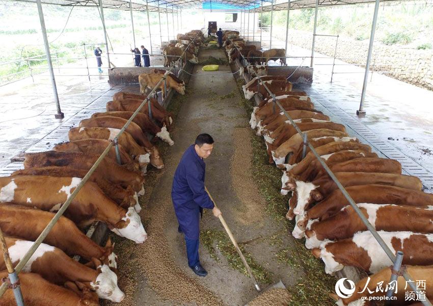 8月10日，在廣西柳州市融安縣泗頂鎮(zhèn)弘康生態(tài)養(yǎng)殖場(chǎng)，工作人員在喂養(yǎng)“西門塔爾”牛。（譚凱興-攝）