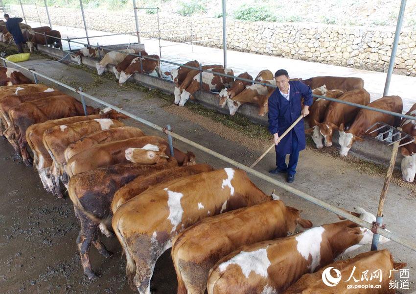8月10日，在廣西柳州市融安縣泗頂鎮(zhèn)弘康生態(tài)養(yǎng)殖場(chǎng)，工作人員在喂養(yǎng)“西門塔爾”牛。（譚凱興-攝）