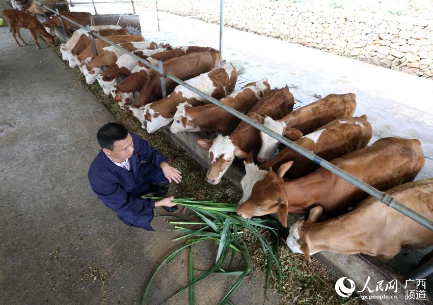 8月10日，在廣西柳州市融安縣泗頂鎮(zhèn)弘康生態(tài)養(yǎng)殖場(chǎng)，技術(shù)員丁善勇在給“西門塔爾”牛喂養(yǎng)青飼料。（譚凱興-攝）