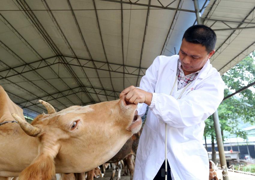 8月10日，在廣西柳州市融安縣泗頂鎮(zhèn)弘康生態(tài)養(yǎng)殖場(chǎng)，技術(shù)員丁善勇在檢查牛的健康狀況。（譚凱興-攝）