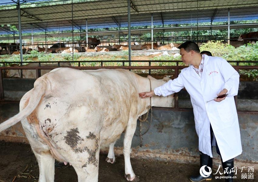 8月10日，在廣西柳州市融安縣泗頂鎮(zhèn)弘康生態(tài)養(yǎng)殖場(chǎng)，技術(shù)員丁善勇在給牛打防疫針。（譚凱興-攝）