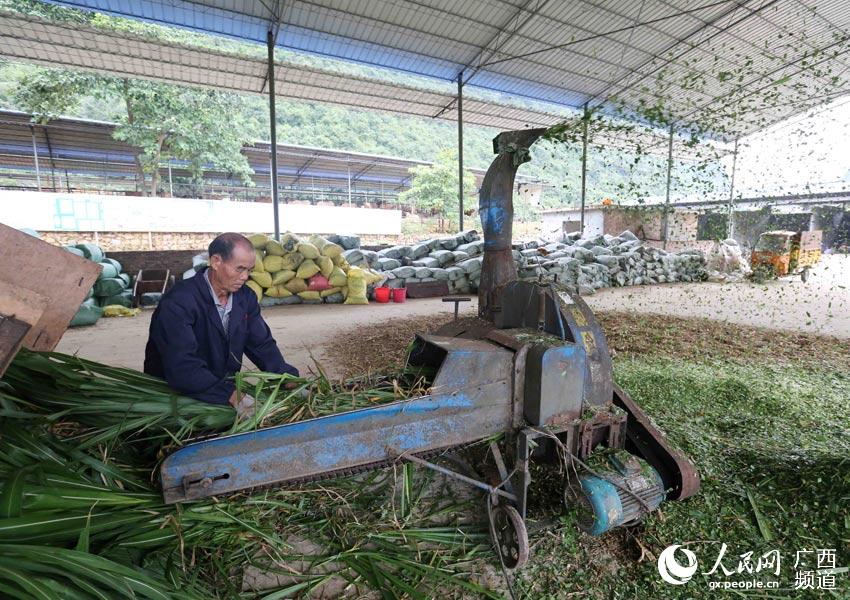 8月10日，在廣西柳州市融安縣泗頂鎮(zhèn)弘康生態(tài)養(yǎng)殖場(chǎng)，工作人員在制作青飼料。（譚凱興-攝）