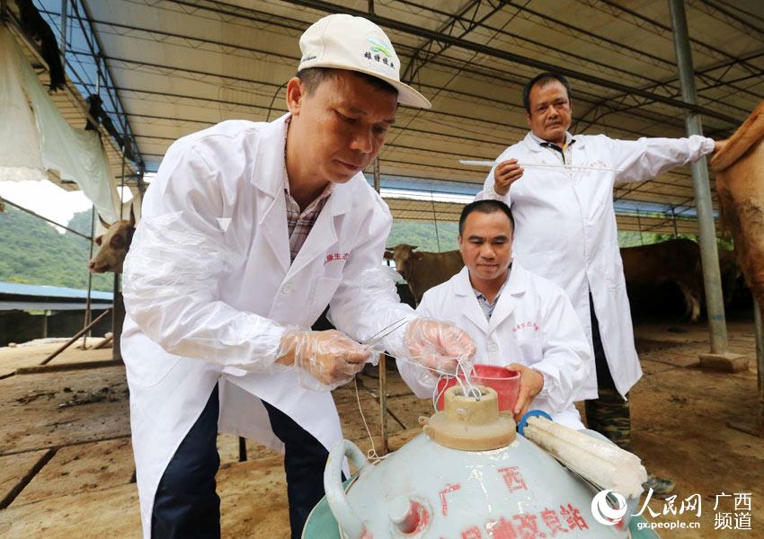 8月10日，在廣西柳州市融安縣泗頂鎮(zhèn)弘康生態(tài)養(yǎng)殖場(chǎng)，工作人員在準(zhǔn)備“牛精”為配種期的母牛進(jìn)行人工配種。（譚凱興-攝）