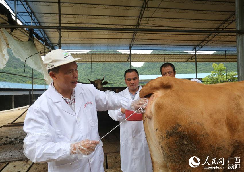 8月10日，在廣西柳州市融安縣泗頂鎮(zhèn)弘康生態(tài)養(yǎng)殖場(chǎng)，工作人員為配種期的母牛進(jìn)行人工配種。（譚凱興-攝）