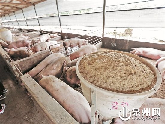 “干式無臭零排放健康養(yǎng)殖”利用木屑鋪地吸收豬的排泄物,既除臭又可節(jié)約大量水。
