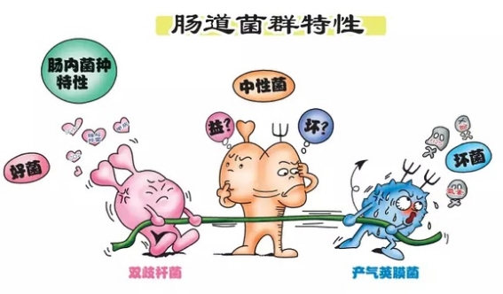 益生菌中性菌有害菌.jpg