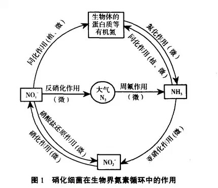 益生菌在水產(chǎn)養(yǎng)殖中的應(yīng)用-硝化細(xì)菌.jpg