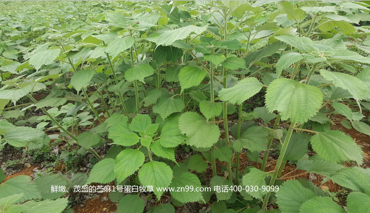 苧麻1號(hào)蛋白牧草——高蛋白高氨基酸藥草兼用，四季多年生超高產(chǎn)牧草