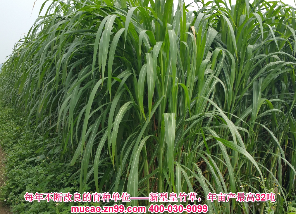 產(chǎn)量超高的牧草品種——新型皇竹草，熱研4號(hào)王草，產(chǎn)量超高的牧草品種，已經(jīng)暫停推廣
