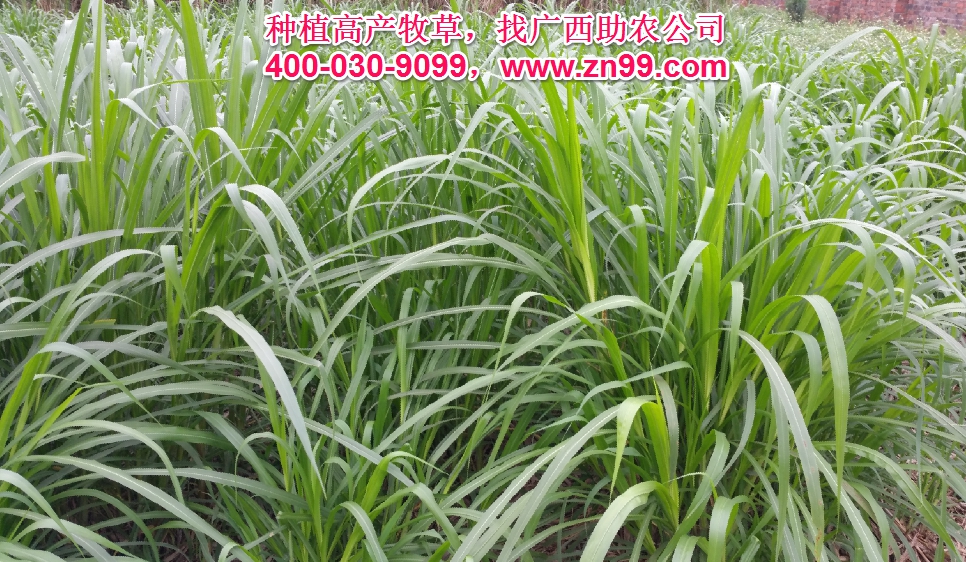 廣西助農(nóng)2026年優(yōu)質(zhì)高產(chǎn)牧草品種報(bào)價(jià)一覽表，種植高產(chǎn)牧草，有效降低養(yǎng)殖成本，提高肉質(zhì)提高效益！