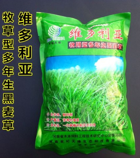 維多利亞多年生黑麥草---優(yōu)質(zhì)飼草、公園、庭園及小型綠地、高速護(hù)坡、河道護(hù)坡牧草
