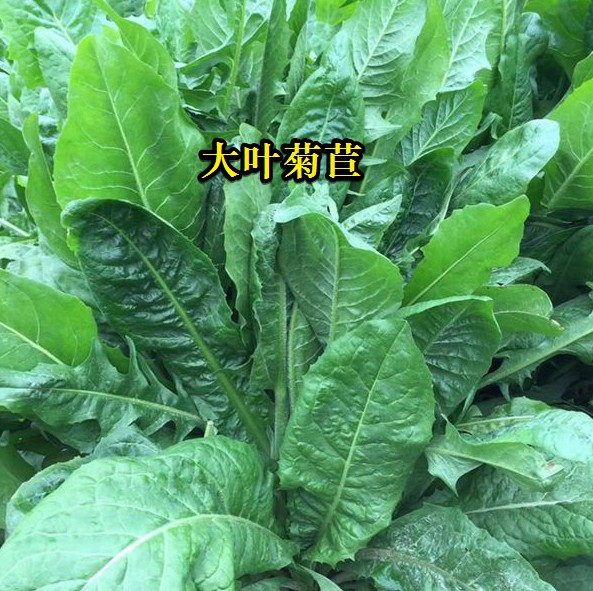 大葉菊苣----高蛋白質(zhì)含量，防畜禽拉稀、止瀉飼草