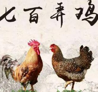 七百弄雞——一吃難忘的優(yōu)質(zhì)肉雞品種，廣西壯族自治區(qū)河池市大化縣特產(chǎn)，全國農(nóng)產(chǎn)品地理標(biāo)志