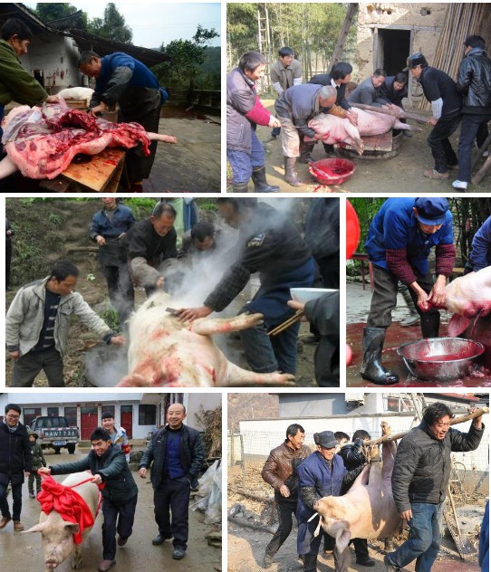 年豬——長期供應(yīng)高品質(zhì)年豬，長期采用發(fā)酵牧草與中草藥飼喂，豬肉味自然濃香土味十足