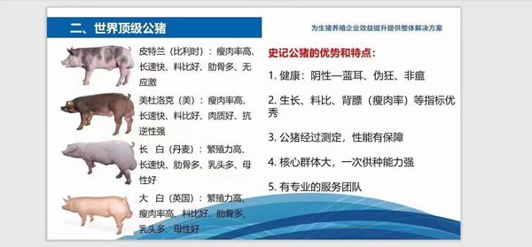 史記豬精，以“精”降本、以“種”增效--提高養(yǎng)殖者的經(jīng)濟效益！