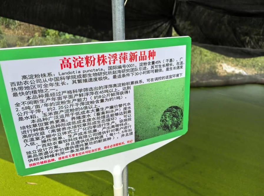 飼料型浮萍新品種：高淀粉株系（紫萍）：Landotia punctata，國(guó)際編號(hào)0001，淀粉含量最高可達(dá)45%