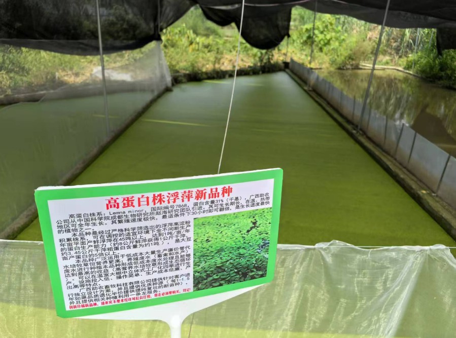 飼料型浮萍新品種：高蛋白株系：Lemna minor，國(guó)際編號(hào)7868，粗蛋白含量最高31%