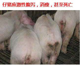仔豬應(yīng)激性腹瀉1.png