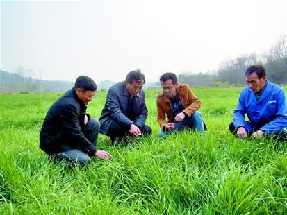 種牧草只為發(fā)羊財，高