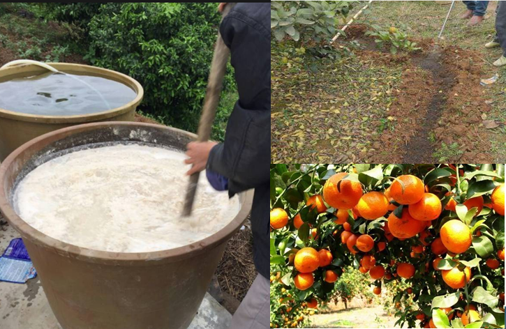 高級果蔬水肥快速發(fā)酵劑，水肥專業(yè)發(fā)酵劑，砂糖桔等高級水果專業(yè)快速肥料發(fā)酵劑
