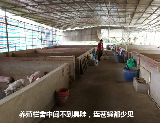 珍澤養(yǎng)殖場生態(tài)養(yǎng)殖案例4.png
