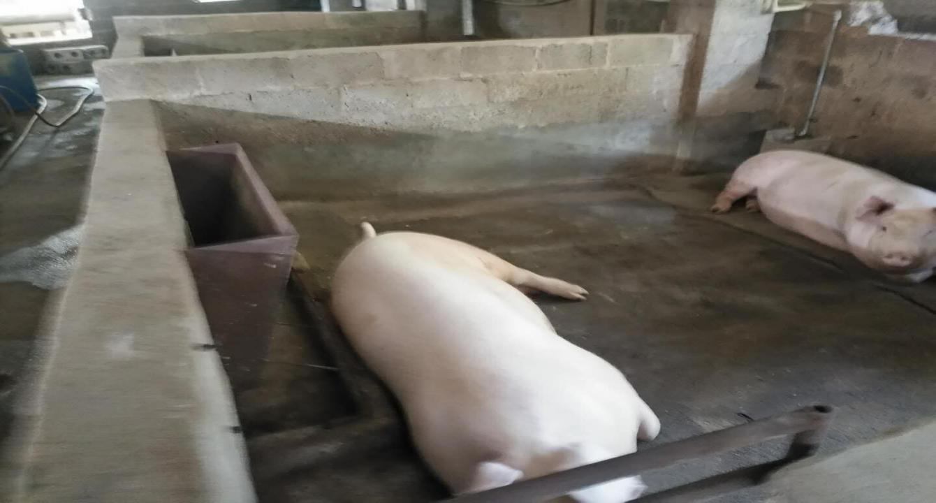 豬群安逸，煮爛內聞不到臭味、飲水方面也改造為了限位飲水器。