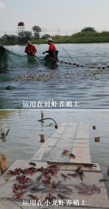 高密度水產(chǎn)養(yǎng)殖復(fù)合益生菌在養(yǎng)蝦上的運用.jpg