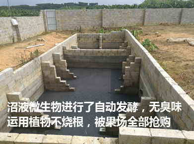 武鳴區(qū)現代生態(tài)豬場5.png