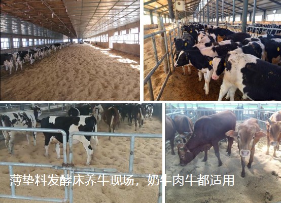 薄墊料發(fā)酵床養(yǎng)?，F(xiàn)場，奶牛肉牛都適用.jpg