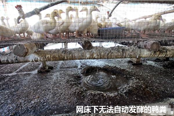 無(wú)法自動(dòng)發(fā)酵的鴨糞.jpg