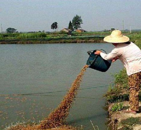 菌糠喂魚現(xiàn)場(chǎng).jpg