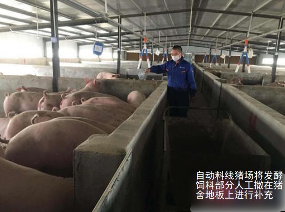 自動(dòng)料線豬場將發(fā)酵飼料部分人工撒在豬舍地板是哪個(gè)補(bǔ)充即可，每天2次.jpg