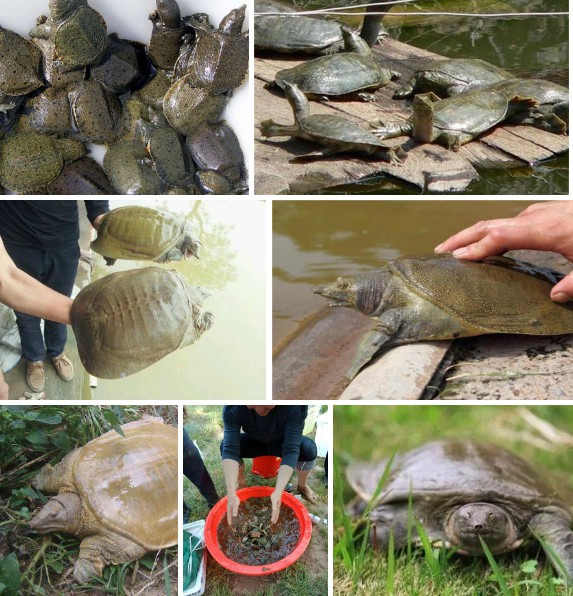 甲魚養(yǎng)殖.jpg