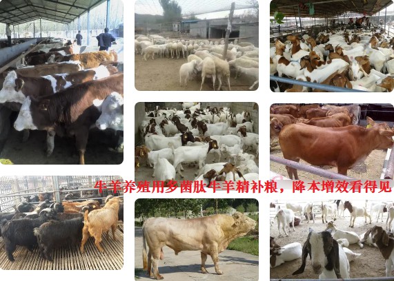 牛羊養(yǎng)殖用多菌肽牛羊精補糧，降本增效看得見.jpg