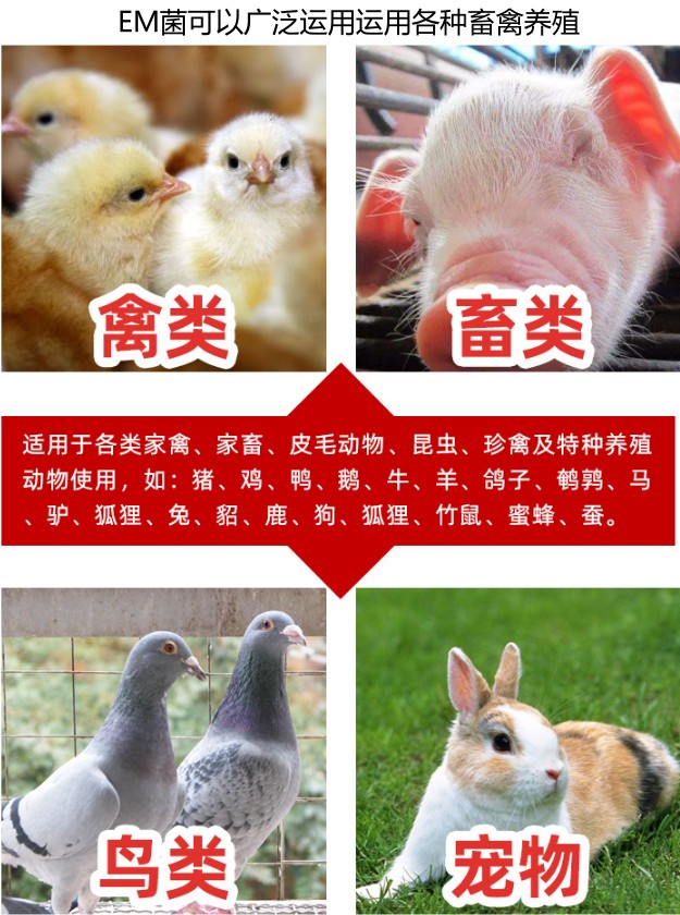EM菌可以廣泛運(yùn)用運(yùn)用各種畜禽養(yǎng)殖.jpg
