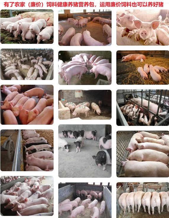有了農(nóng)家（廉價）飼料健康養(yǎng)豬營養(yǎng)包，運用廉價飼料也可以養(yǎng)好豬.jpg