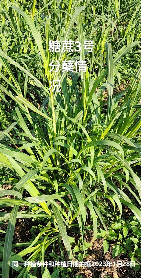 糖蔗3號(hào)牧草分蘗情況.jpg