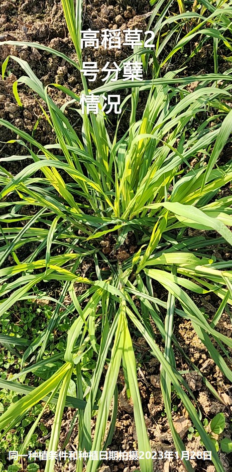 高稻草2號(hào)分蘗情況.jpg