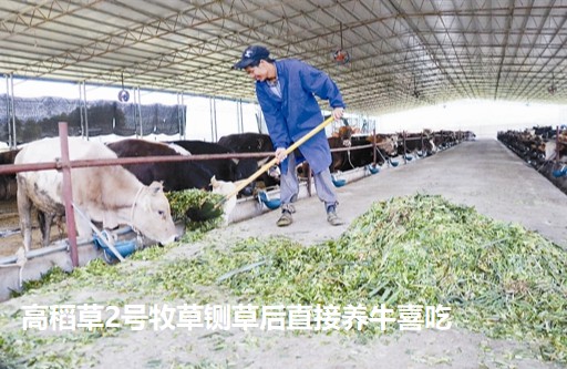 高稻草2號牧草鍘草后直接養(yǎng)牛喜吃.jpg