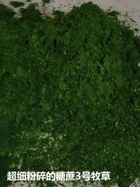 超細(xì)粉碎的糖蔗3號(hào)牧草.jpg