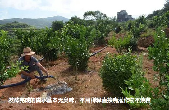發(fā)酵完成的糞水基本無臭味，不用稀釋直接澆灌作物不燒苗2.jpg