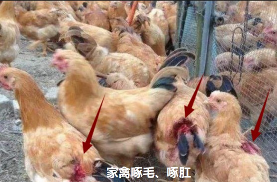 家禽啄毛、啄肛.jpg