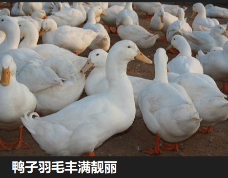 鴨子羽毛豐滿(mǎn)靚麗.jpg