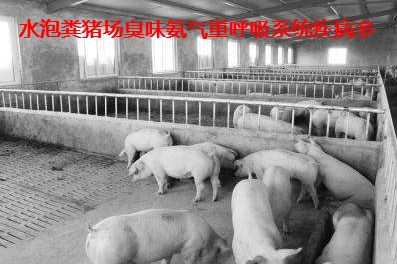 水泡糞豬場(chǎng).jpg