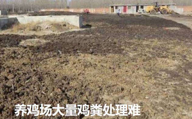 養(yǎng)雞場大量雞糞處理難.jpg