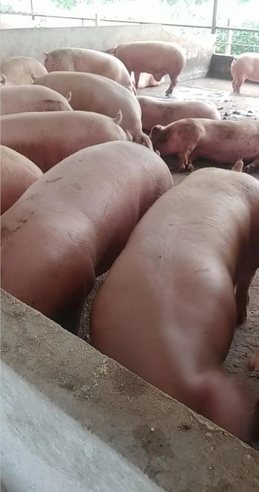 豬吃發(fā)酵牧草中草藥1.jpg