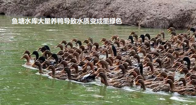魚塘水庫(kù)大量養(yǎng)鴨導(dǎo)致水質(zhì)變成墨綠色.jpg