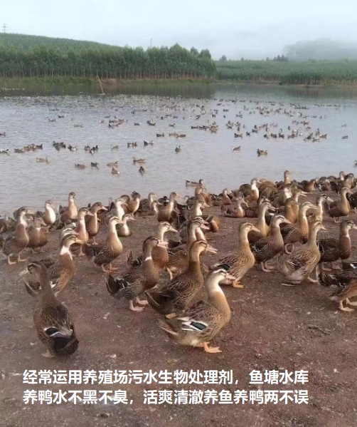 經(jīng)常運(yùn)用養(yǎng)殖場(chǎng)污水生物處理劑，魚塘水庫(kù)養(yǎng)鴨水體不黑不臭1.jpg