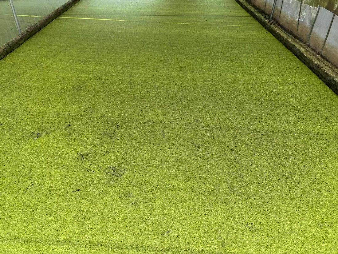 高蛋白株系：Lemna minor，國際編號7868，蛋白含量31%2.jpg