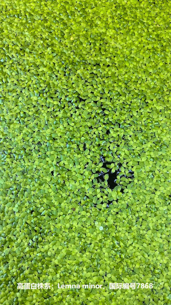 高蛋白株系：Lemna minor，國際編號7868.jpg